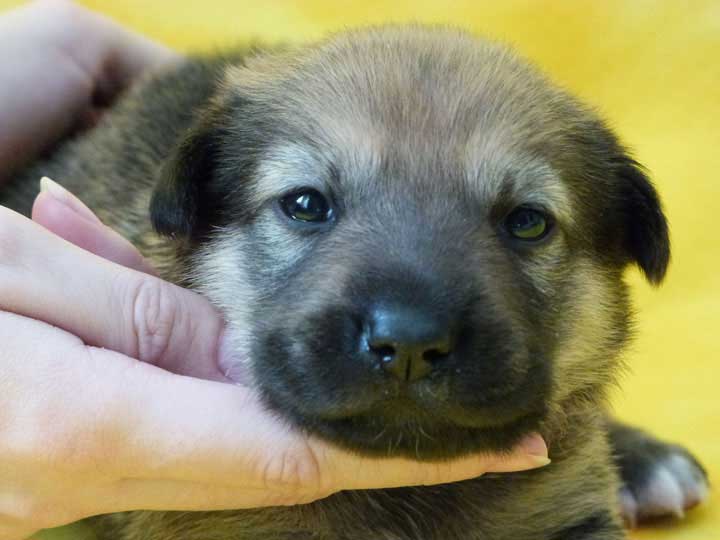 chinook puppy